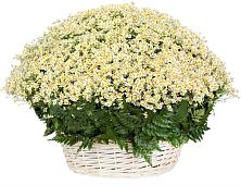 Цветочная композиция из Ромашки в корзине #REPLACE_PRED# Глебовский